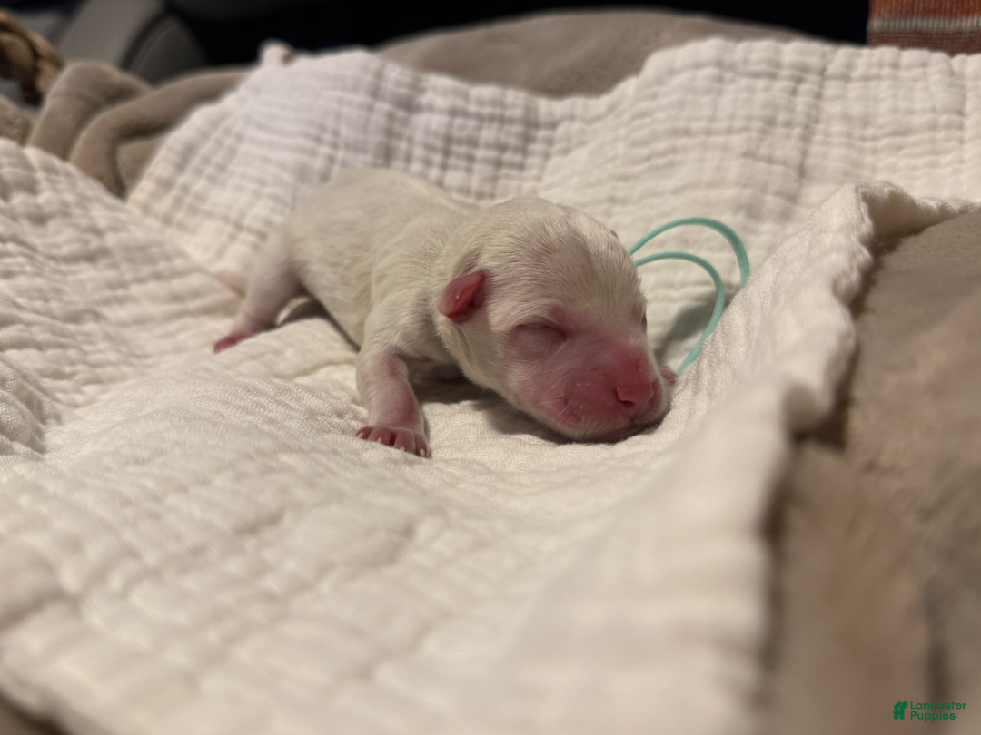 Miniature Schnauzer dogs for sale: Mr. Frost - Ad 2