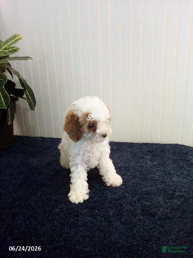 Toy Poodle dogs Teddy - Ad 2