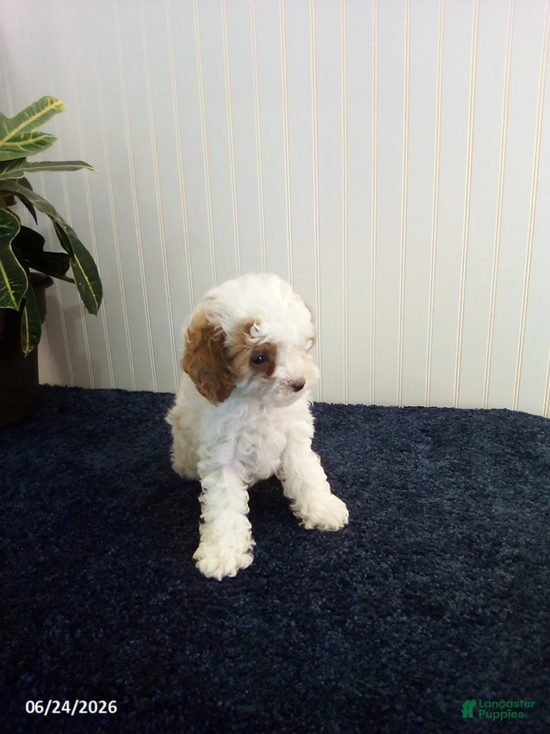 Toy Poodle dogs for sale: Teddy - Ad 2