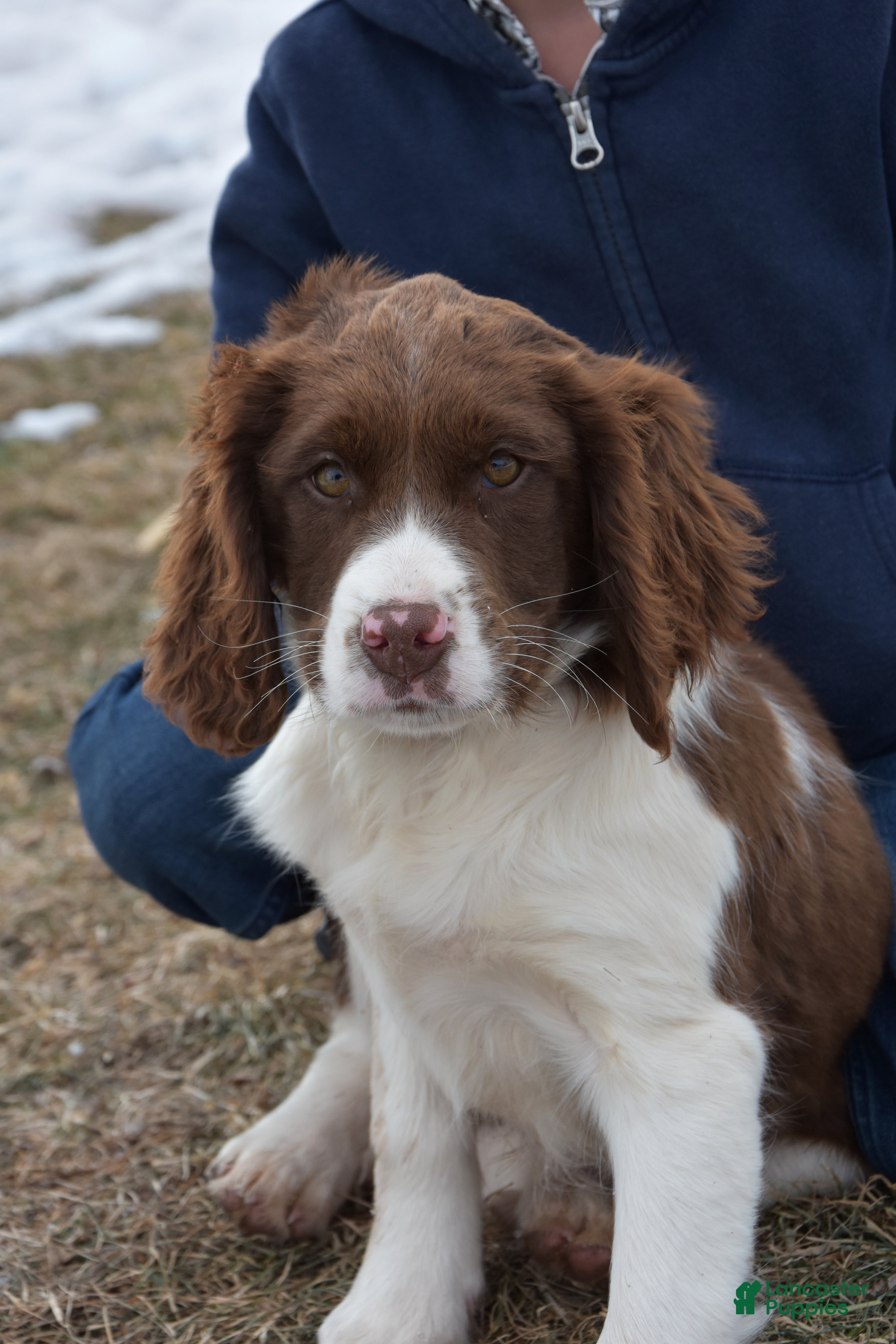 English Springer Spaniel dogs Missy - Ad 2
