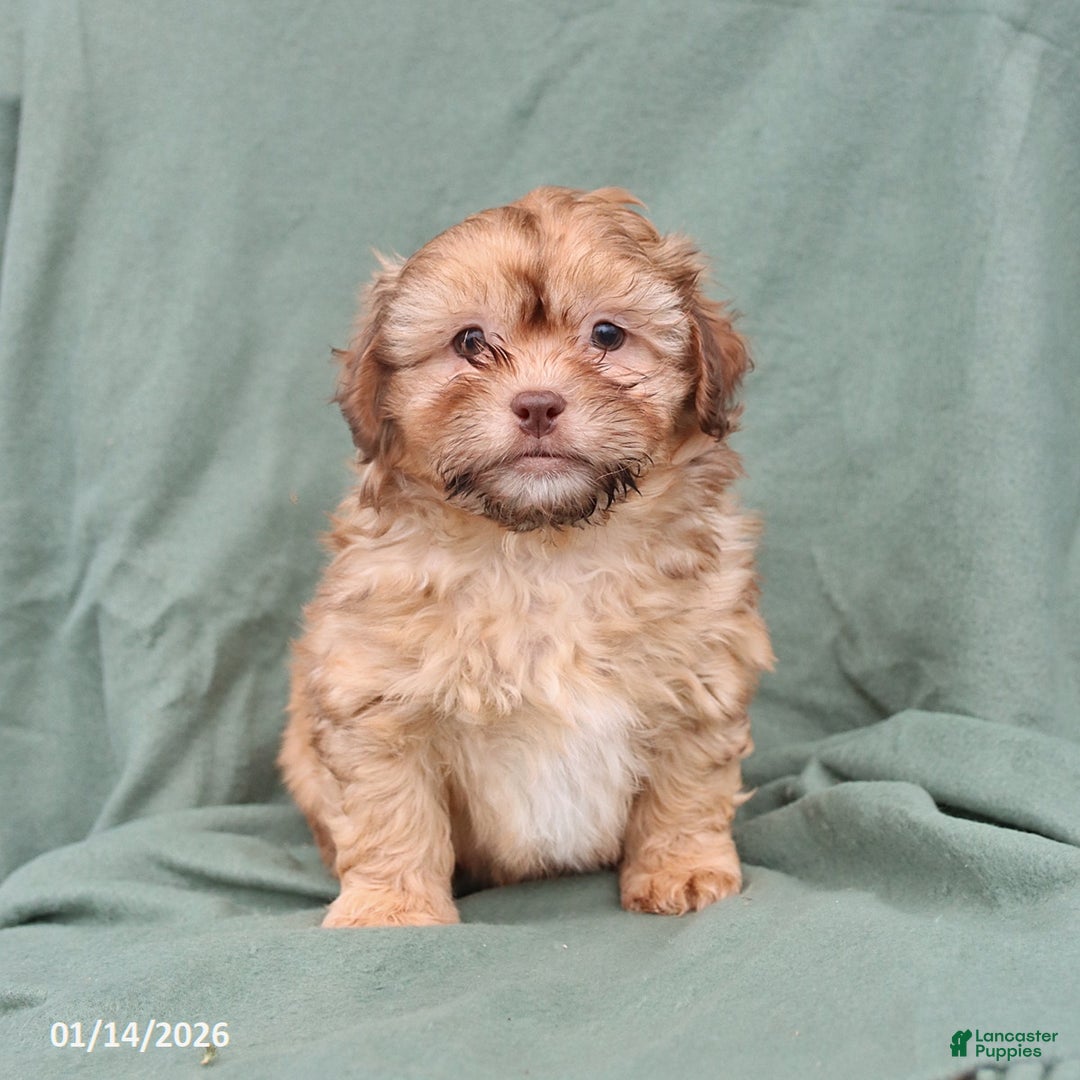 Shihpoo dogs for sale: Lance  - Ad 1