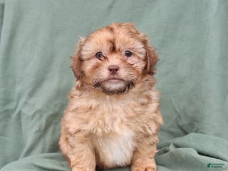 Shihpoo dogs Lance - Ad 35