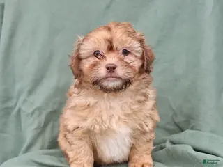 Shihpoo dogs Lance - Ad 37