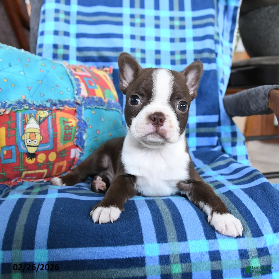Boston Terrier dogs for sale: Quincy - Ad 3