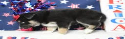 Mixed Breed dogs for sale: Dahlia  - Ad 7