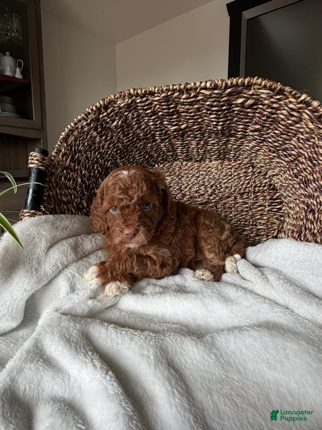 Mini Goldendoodle dogs for sale: Willow - Ad 7