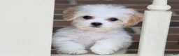 Teddy Bear dogs for sale: Daisy - Ad 6