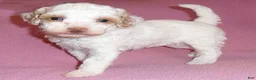 Miniature Poodle dogs for sale: Lola - Ad 6