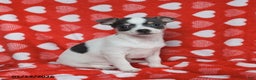 Chihuahua dogs for sale: Joy - Ad 4