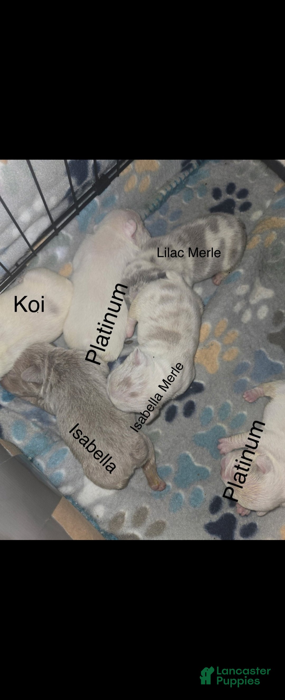 French Bulldog dogs for sale: French Bulldog Puppy 4 - Ad 4