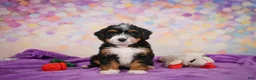 Mini Bernedoodle dogs for sale: Sandy - Ad 6