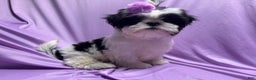 Shih Tzu dogs for sale: Shih Tzu Puppy 1 - Ad 7