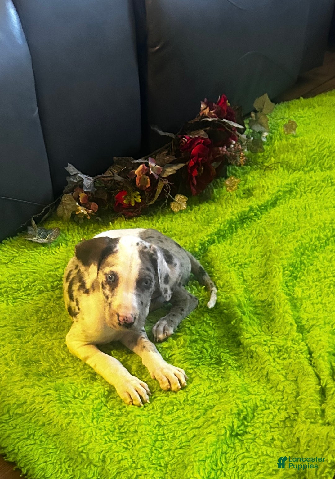 Great Dane dogs for sale: Asher - Ad 1