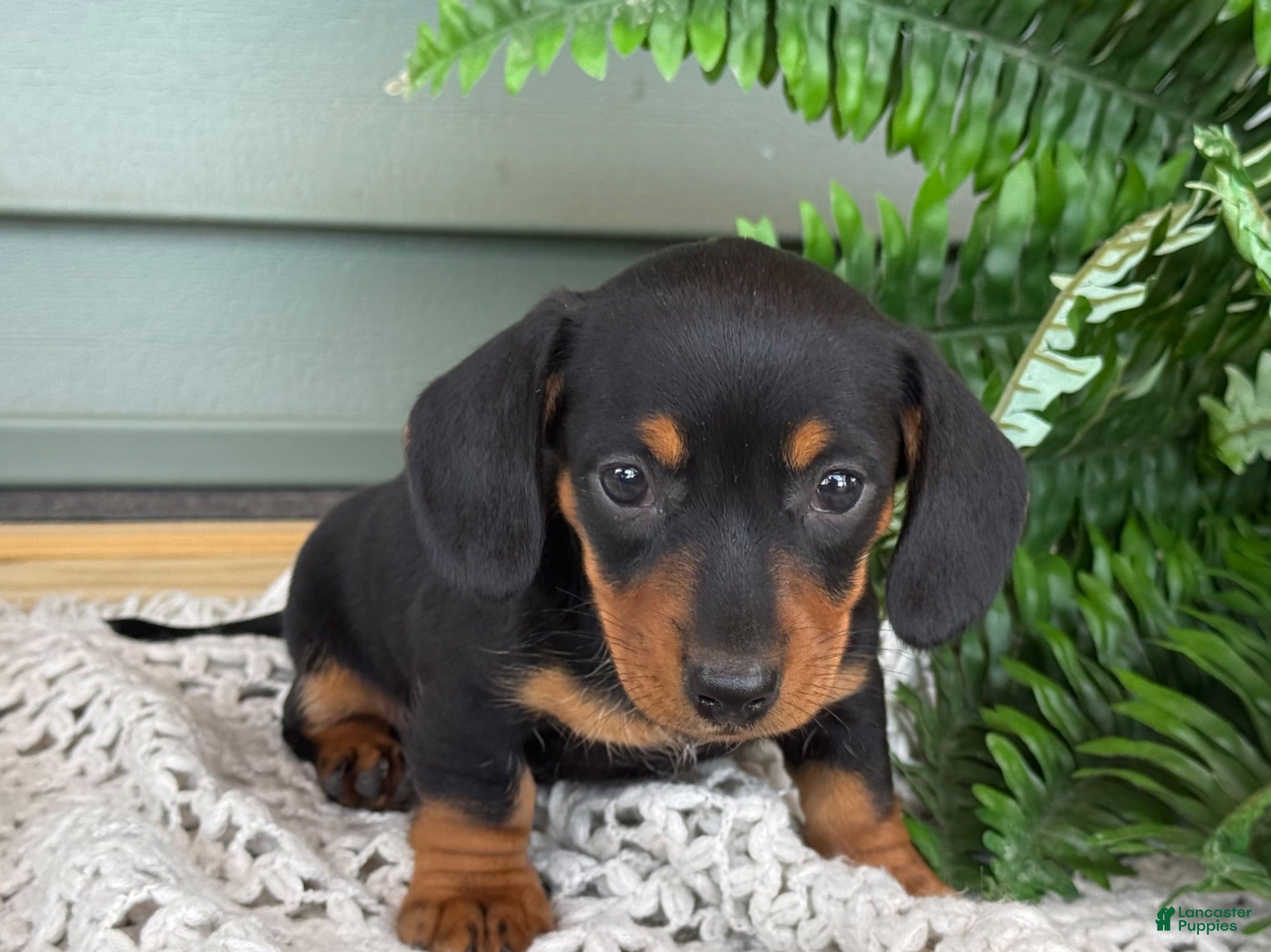 Miniature Dachshund dogs Lily - Ad 2