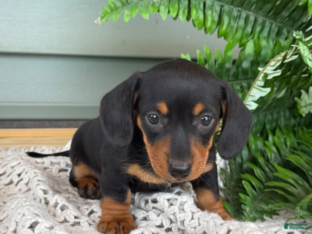 Miniature Dachshund dogs for sale: Lily - Ad 2