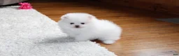 Pomeranian dogs for sale: Teacup Pamela - Ad 8