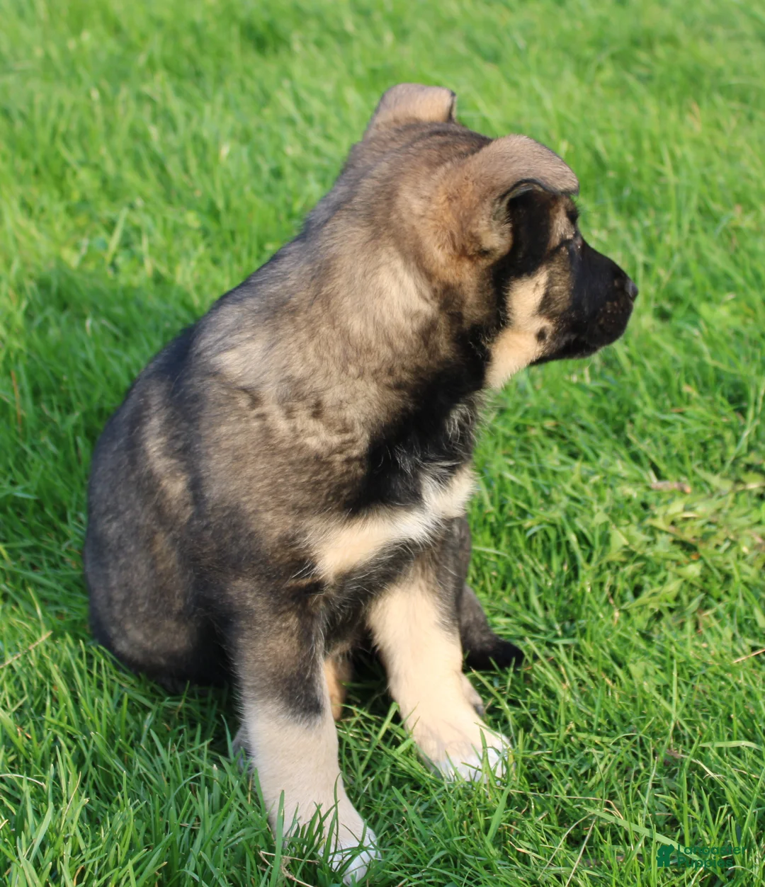 Mixed Breed dogs for sale: bella - Ad 5