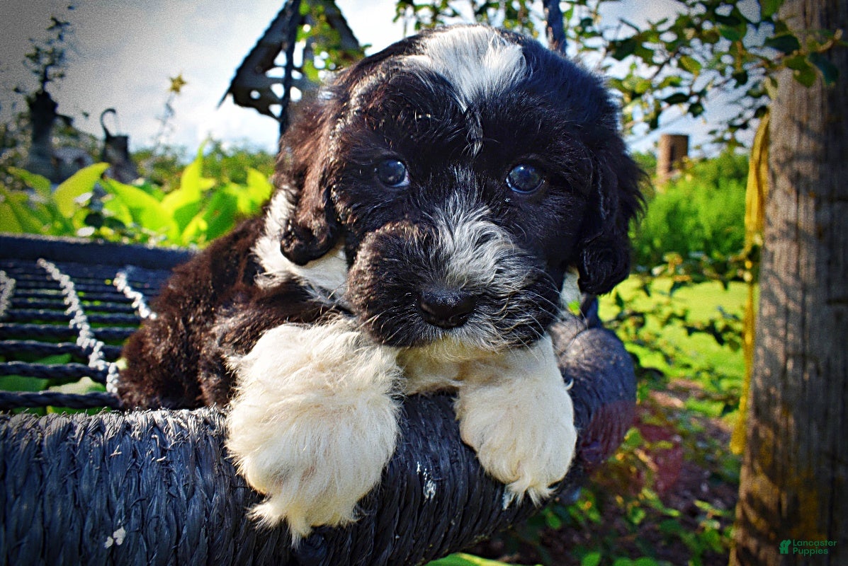 Havapoo dogs Savvy-SUMMER SALE!! $100 off listed price-this week only!  - Ad 2