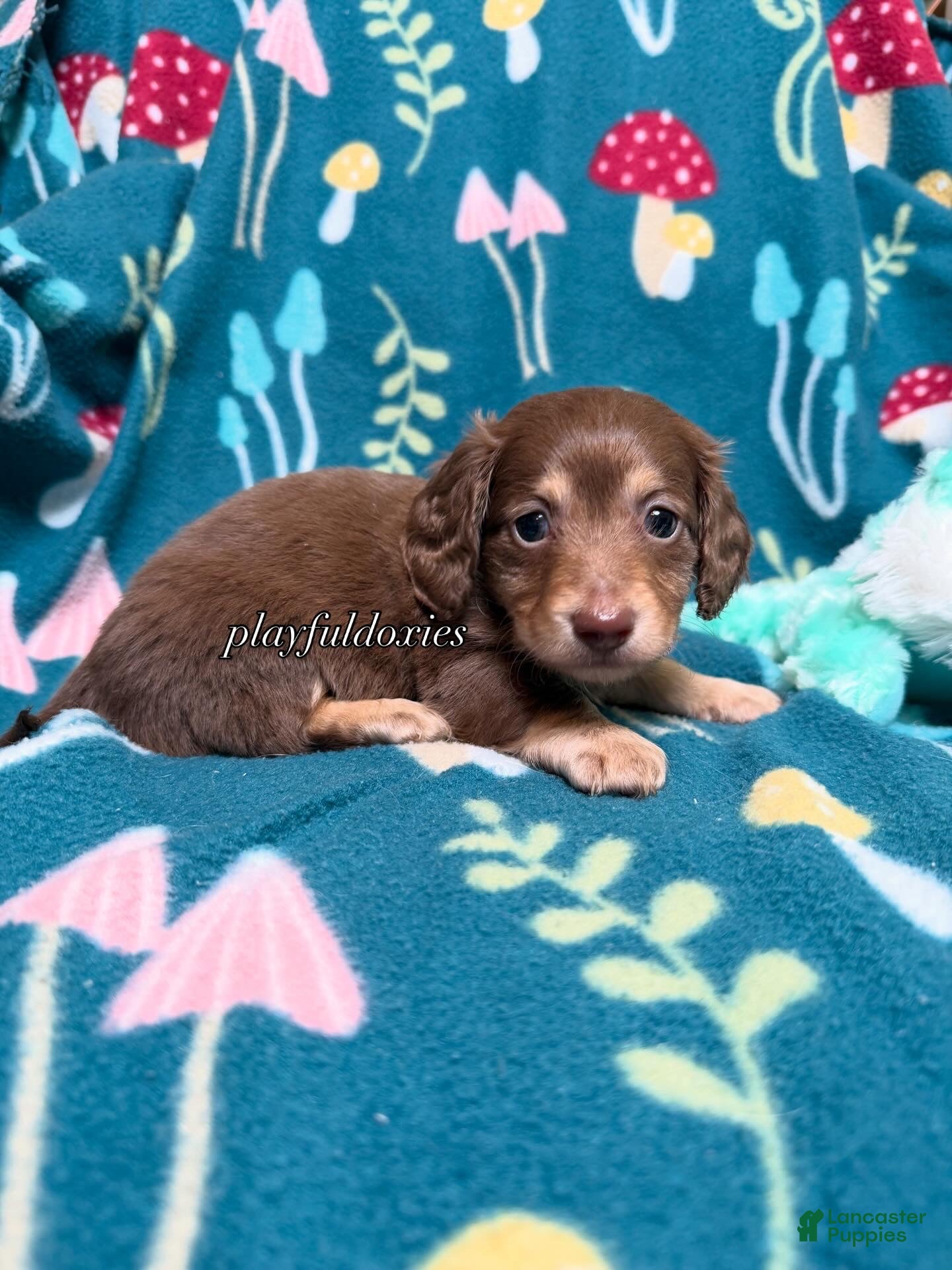 Miniature Dachshund dogs AKC Lighter Chocolate & Cream Long Haired Male Miniature Dachshund Puppy  - Ad 1