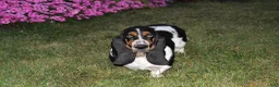 Basset Hound dogs for sale: Bailey - Ad 4