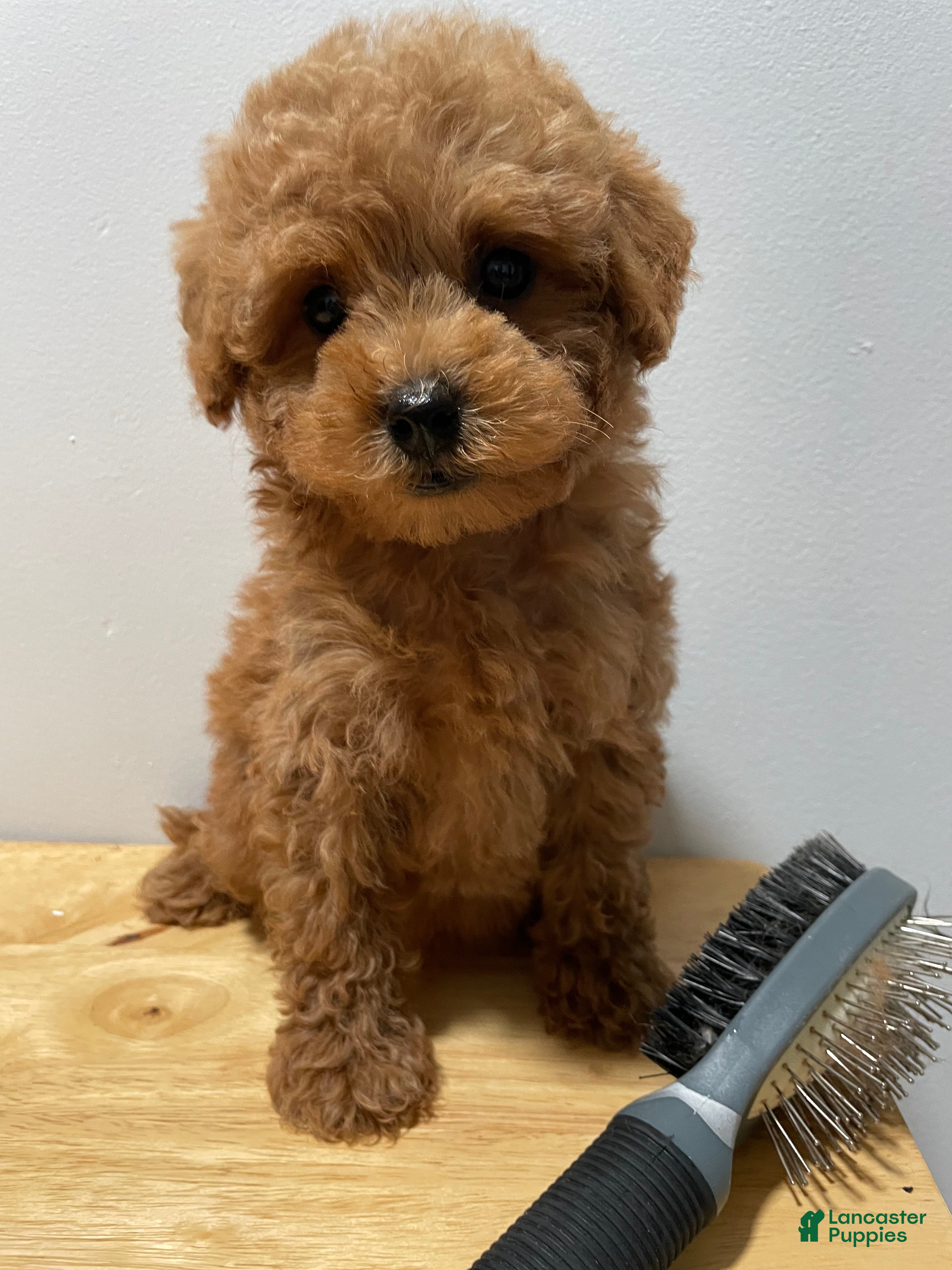 Toy Poodle dogs for sale: Toy Poodle 2 - Ad 2