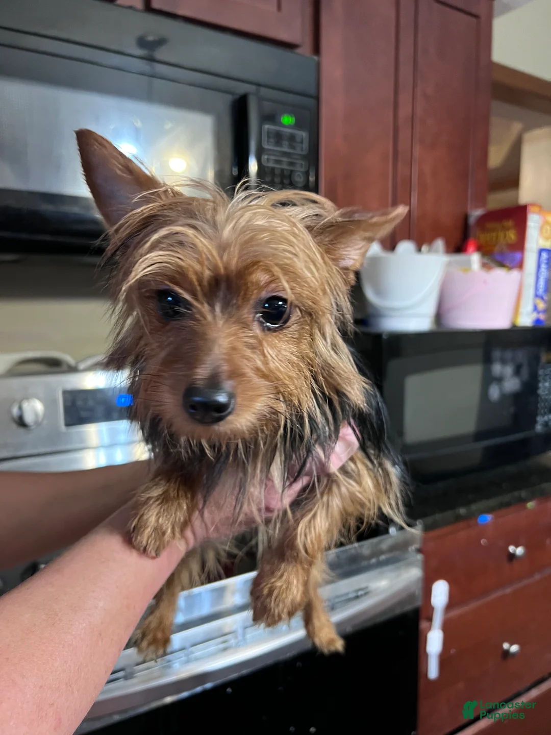 Yorkshire Terrier dogs for sale: Yorkshire Terrier Puppy 2 - Ad 2