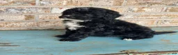 Mixed Breed dogs for sale: Star - Ad 5