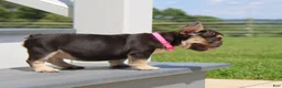 French Bulldog dogs for sale: Mocha - Ad 5