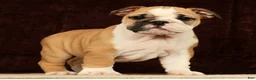 English Bulldog dogs for sale: Skye - Ad 6