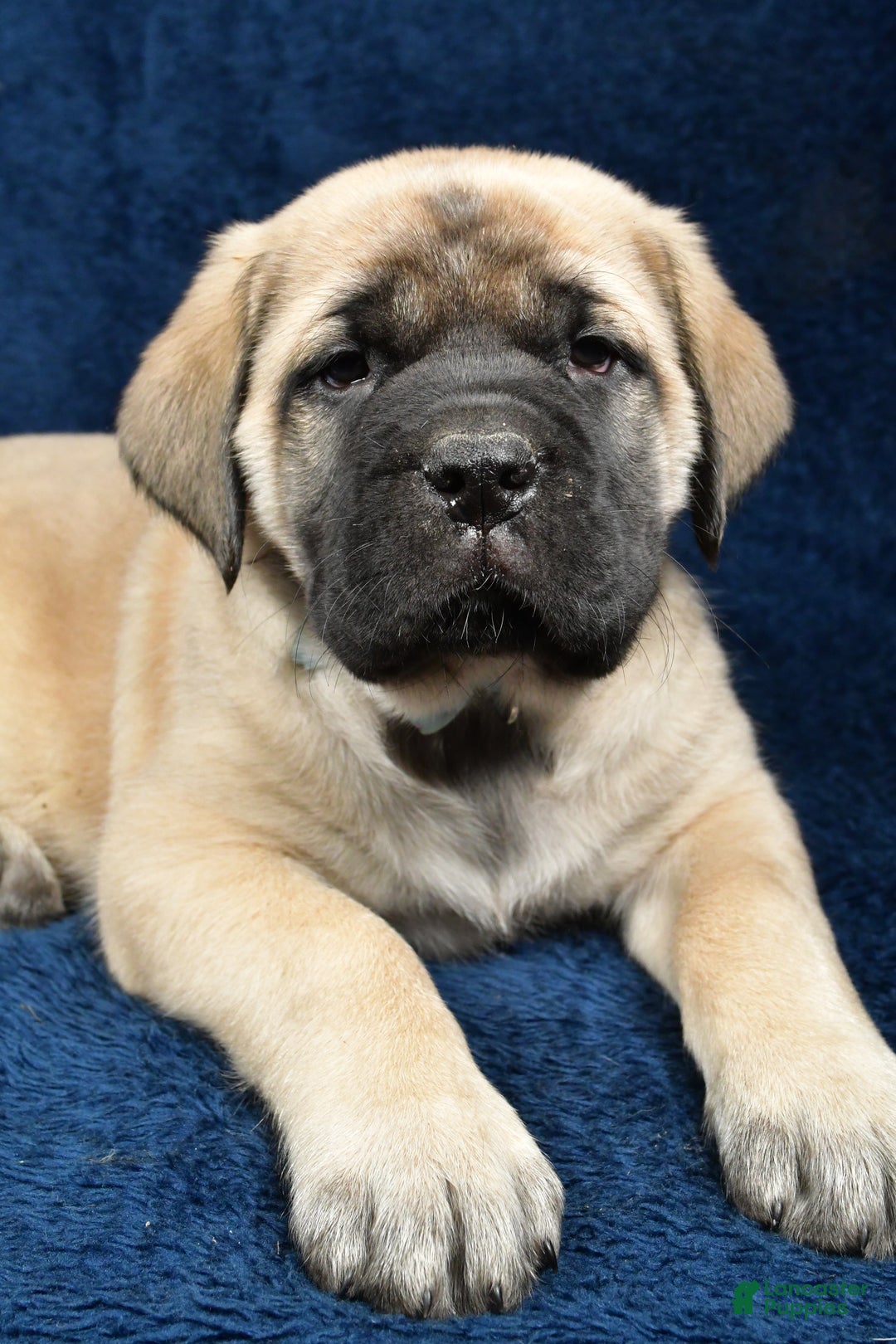 English Mastiff dogs for sale: Sylis - Ad 5