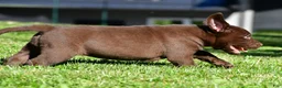 Labrador Retriever dogs for sale: Jackson - Ad 5