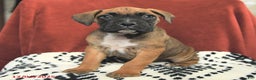 Boxer dogs for sale: Rudolph - Ad 3