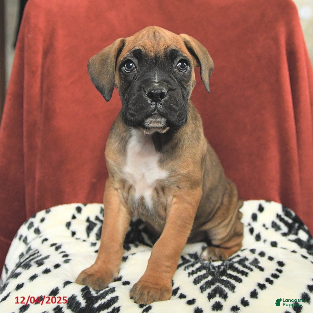 Boxer dogs for sale: Rudolph - Ad 3