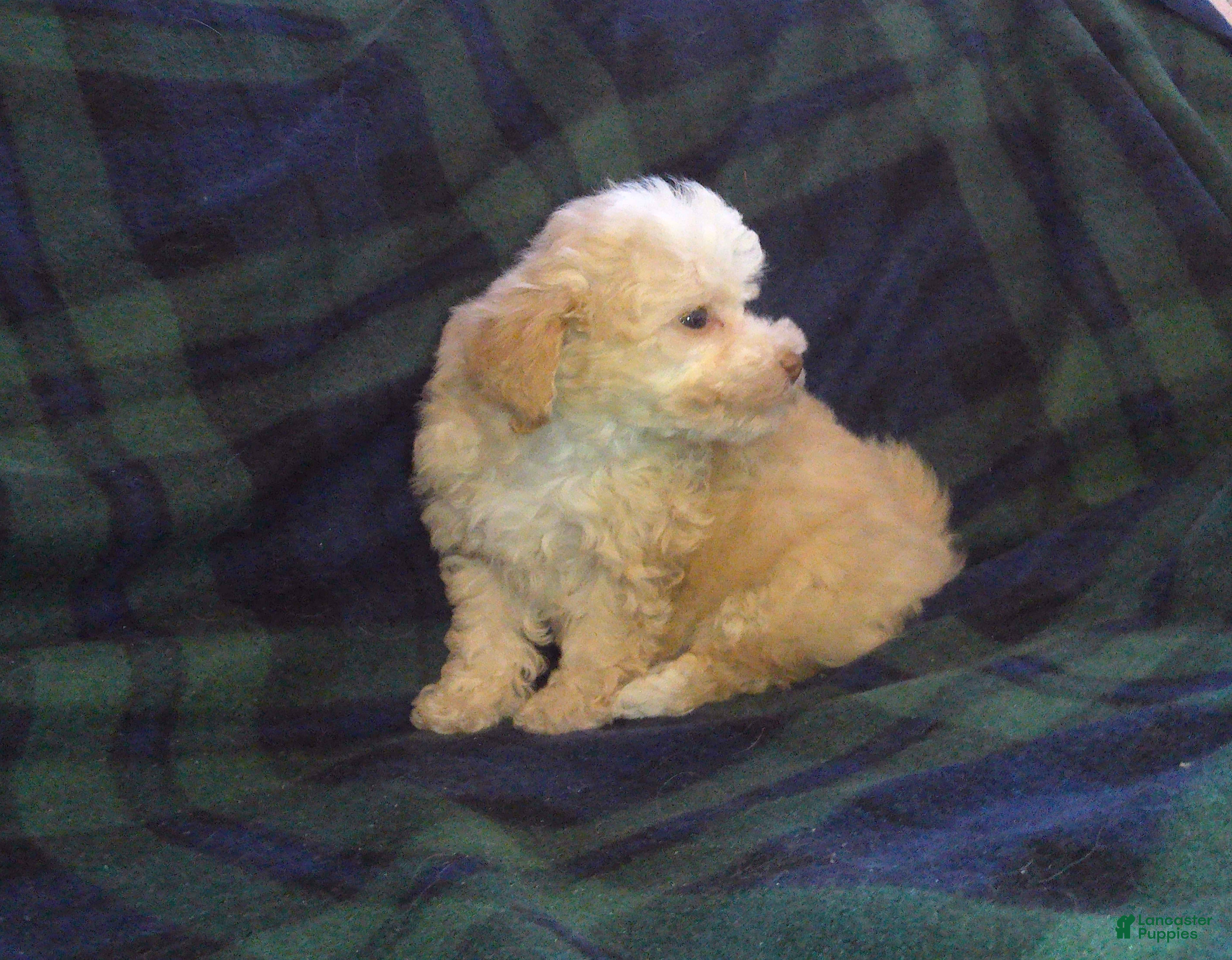 Maltipoo dogs Summer---Maltipoo female, in home raised, non-shedding - Ad 26