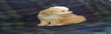 Summer---Maltipoo female, in home raised, non-shedding