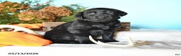 Labrador Retriever dogs for sale: Ebony - Ad 1