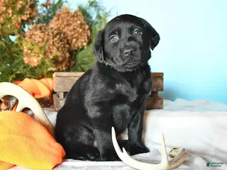 Labrador Retriever dogs Ebony - Ad 42