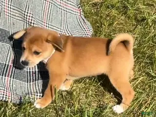 Mixed Breed dogs Quinta - Ad 15