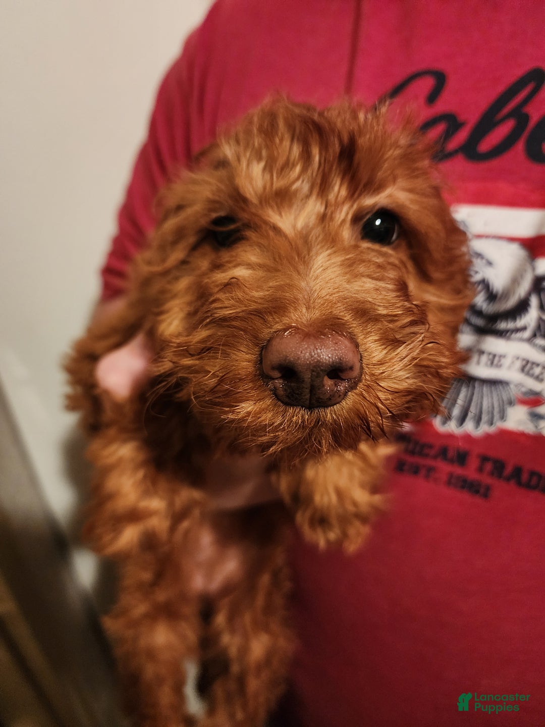 Irish Doodle dogs for sale: Murphy - Ad 4