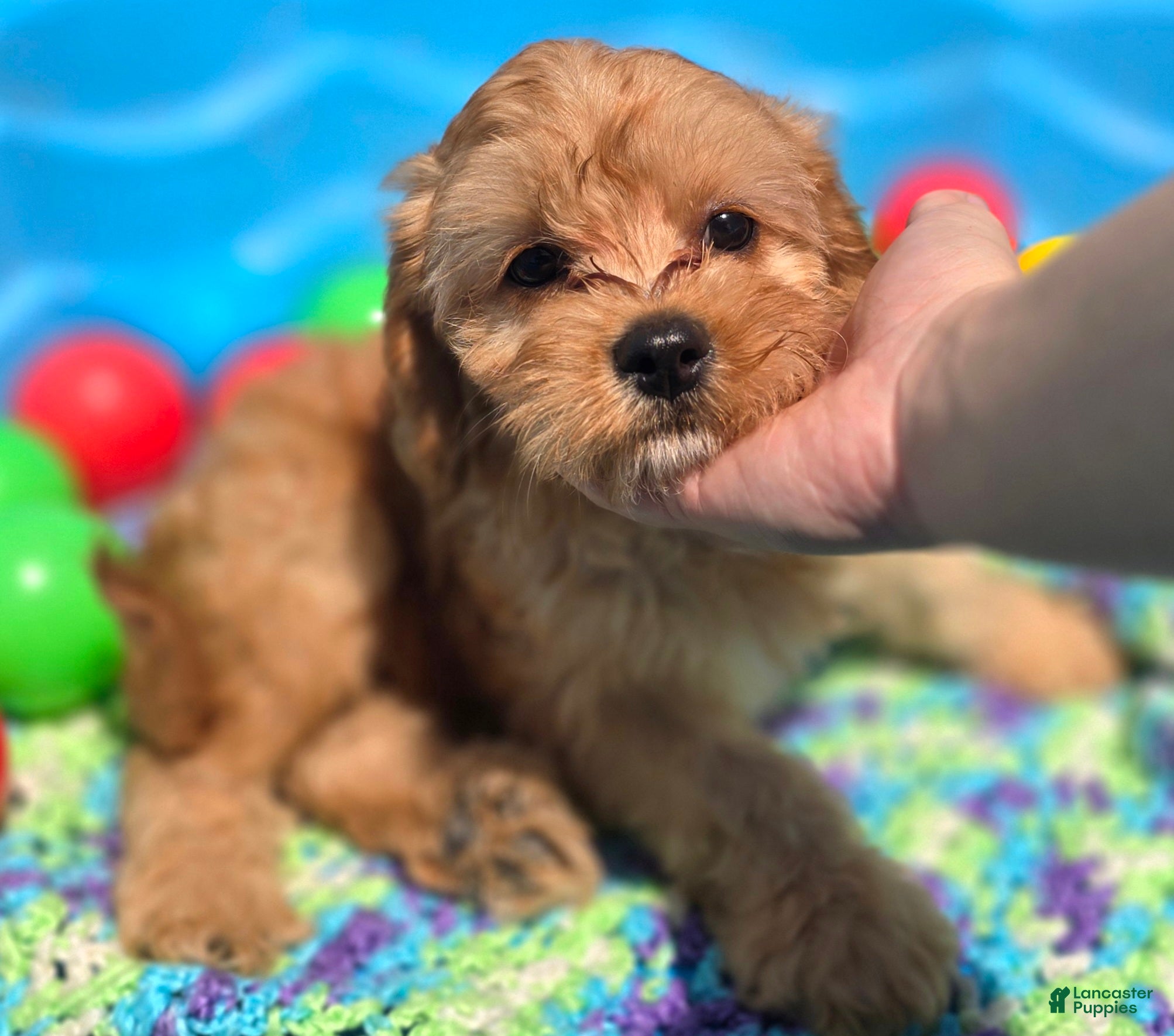 Cavapoo dogs Indigo - Ad 32