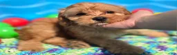 Cavapoo dogs for sale: Indigo - Ad 1