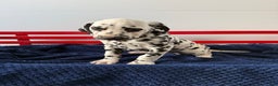 Dalmatian dogs for sale: Taylor - Ad 18