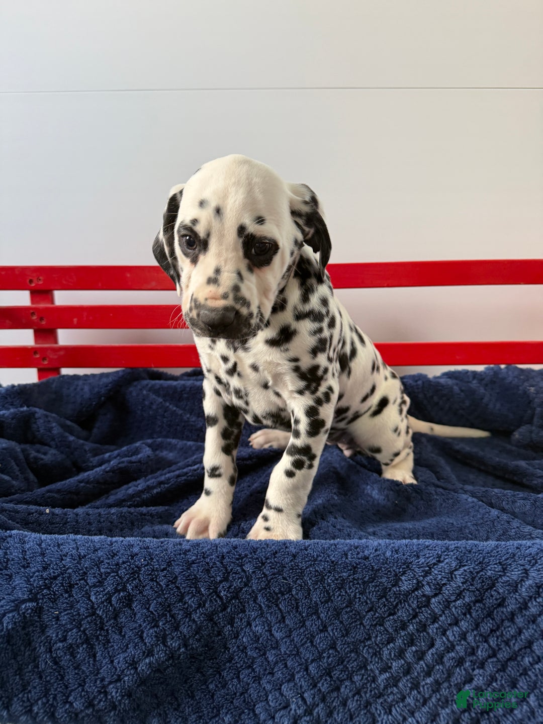 Dalmatian dogs for sale: Taylor - Ad 18