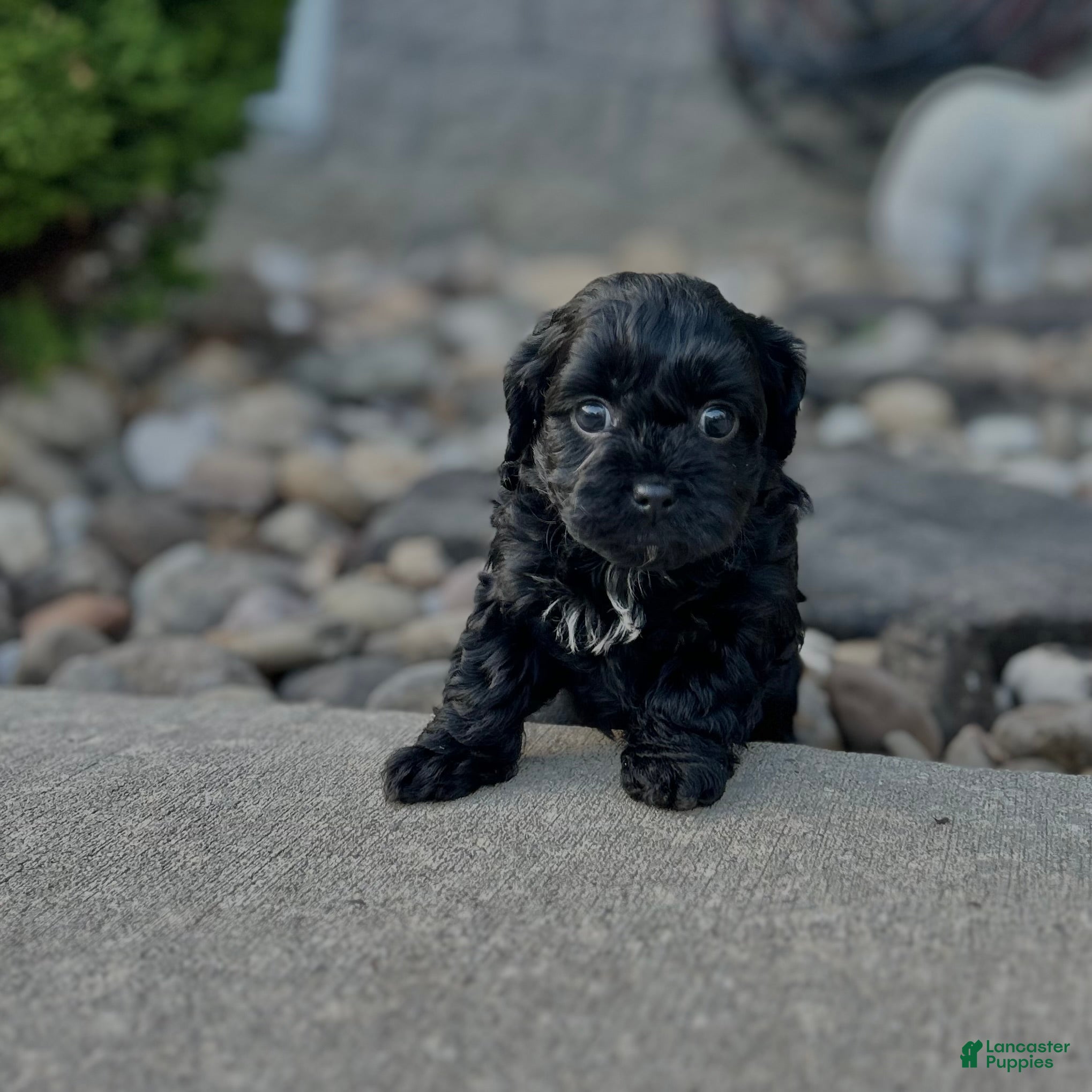 Cavapoo dogs Charlie - Ad 1