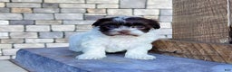 Havanese dogs for sale: Annie - Ad 4