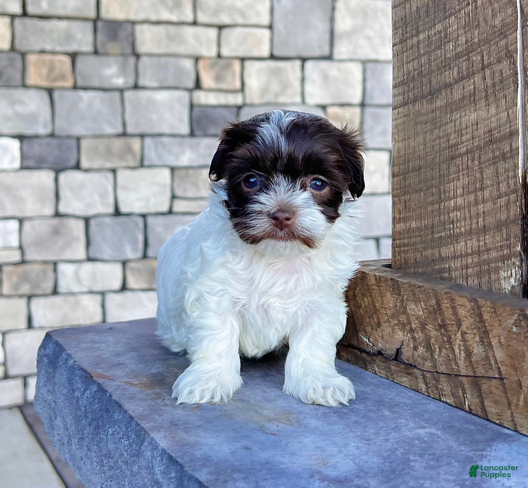 Havanese dogs for sale: Annie - Ad 4