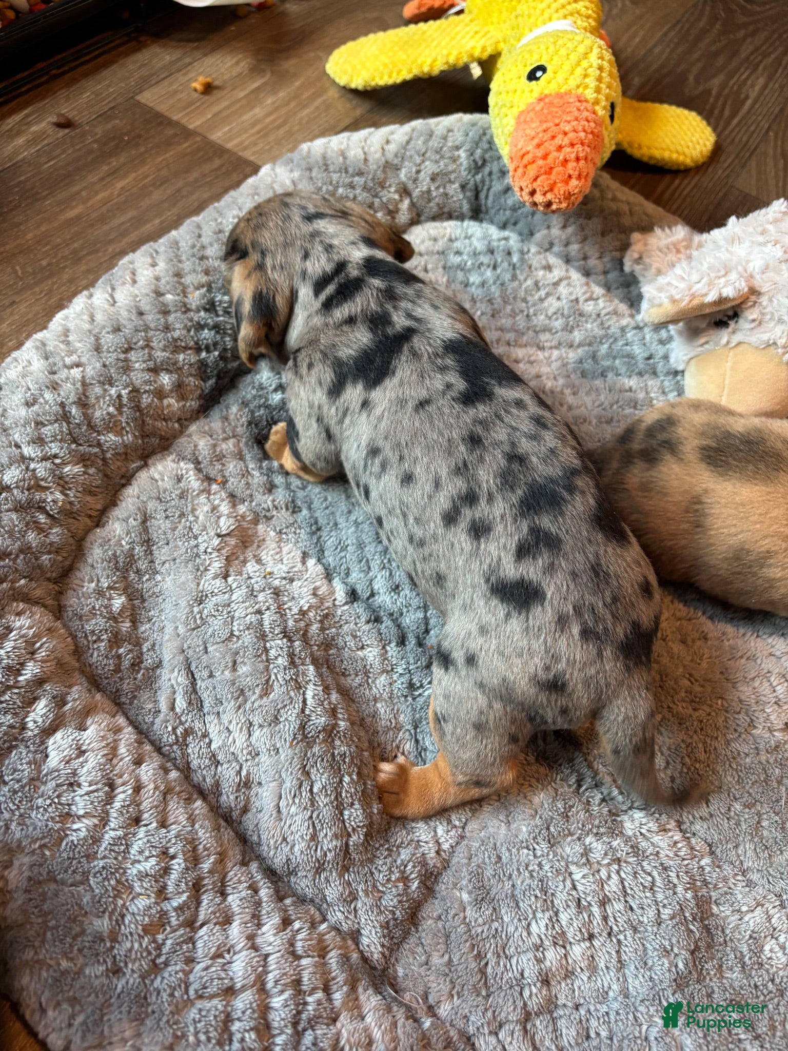 Dachshund dogs Dachshund 2 - Ad 1