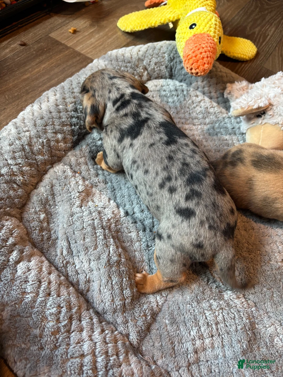 Dachshund dogs for sale: Dachshund 2 - Ad 1