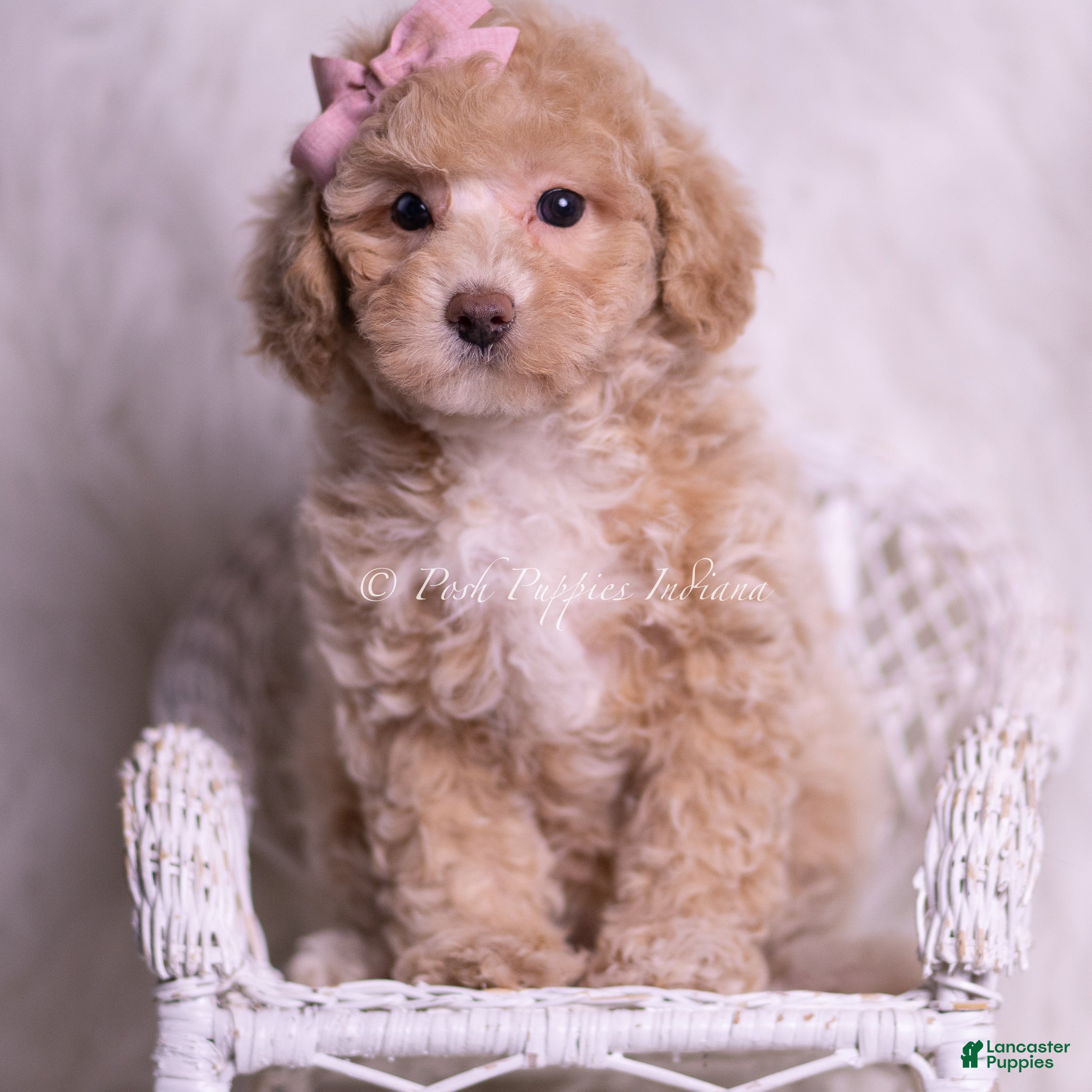 Miniature Poodle dogs Fluttershy - Ad 16