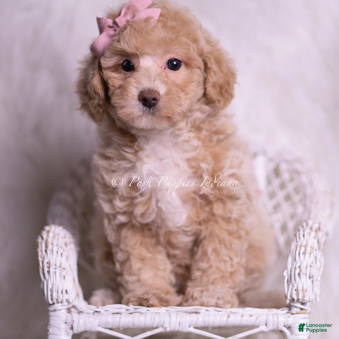 Miniature Poodle dogs for sale: Fluttershy - Ad 1